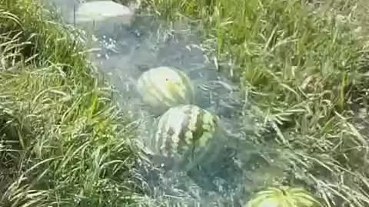 Так на ферме по выращиванию арбузов используется поток воды для тран ...