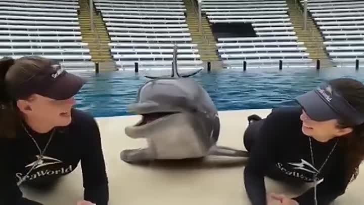 🐬💙