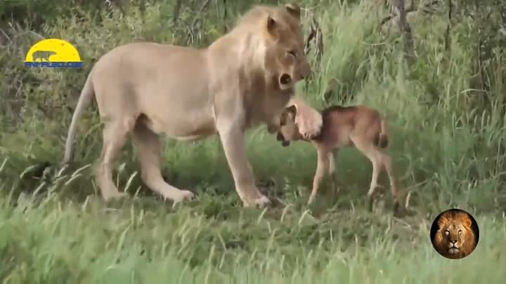 This Is Really Heart-Warming! A Mother Lion Kindly Protect The Baby  ...