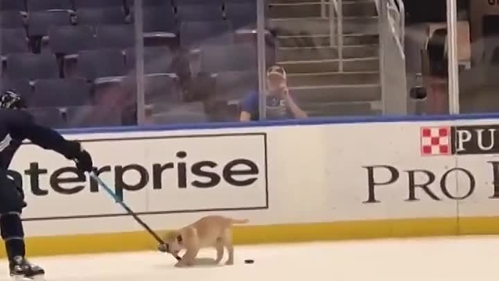 У американской хоккейной команды появился щенок-талисман. Ну посмотр ...