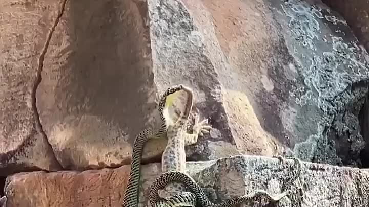 Этот геккон сражается с хризопелей, более известной как летающая зме ...