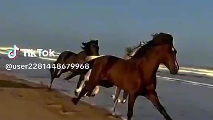 Красивые кони 🐎🐎🐎