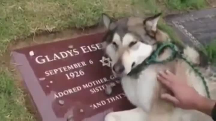 Собака плачет на могиле своего хозяина