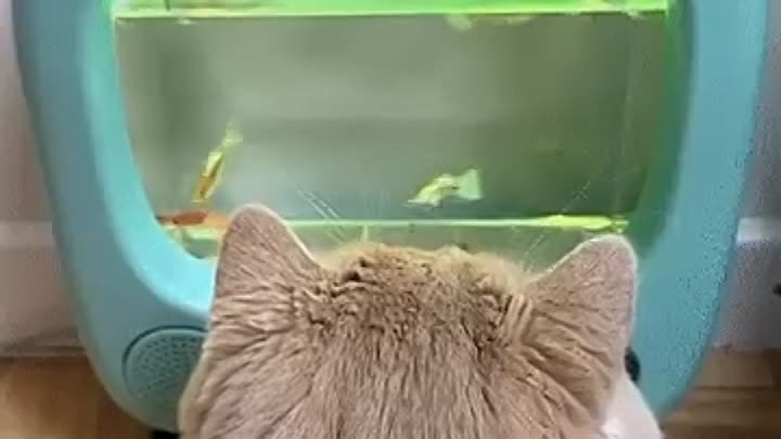 Хороший аквариум