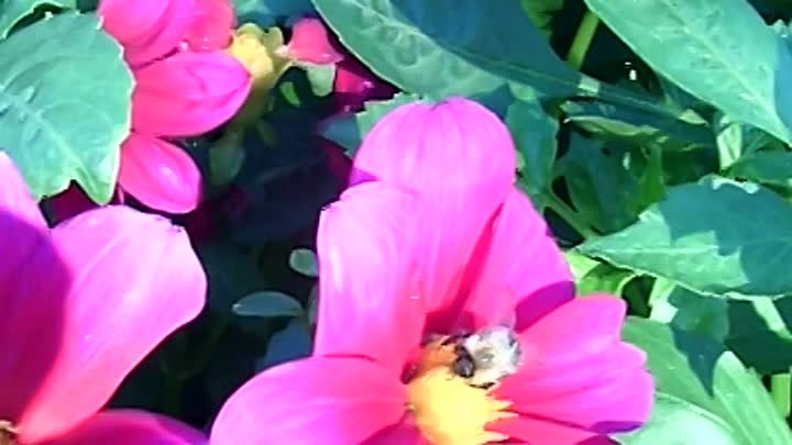 Пчелка георгинах