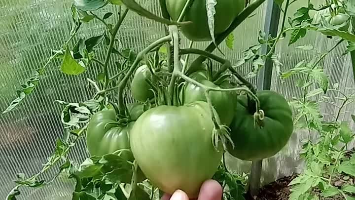 Начинают созревать крупноплодные томаты
