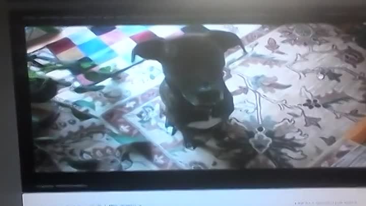 Видео как девочка читает рэп про свою собаку!
