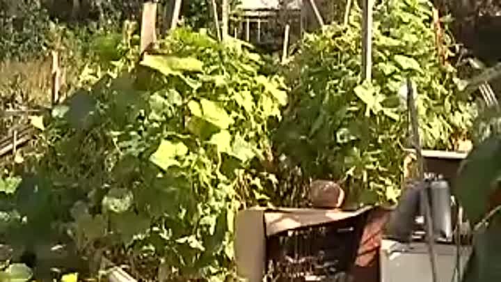 Уникальный метод выращивания огурцов