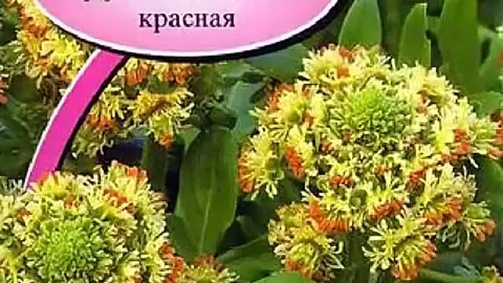 Хэерле кич