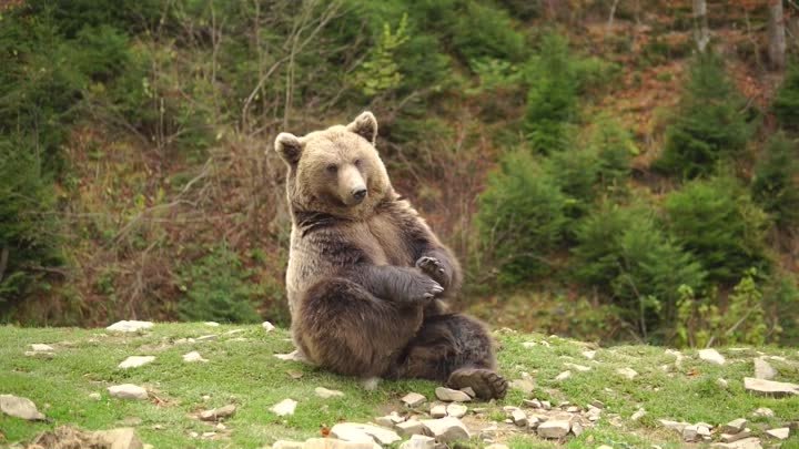 Бурый медведь делает зарядку