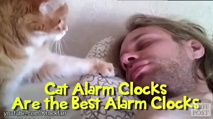 Кошки вместо будильника по утрам (1)