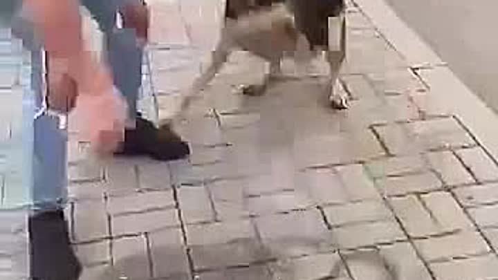Реакция собаки после спасения