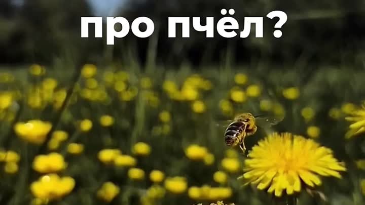 Факты о пчёлах 