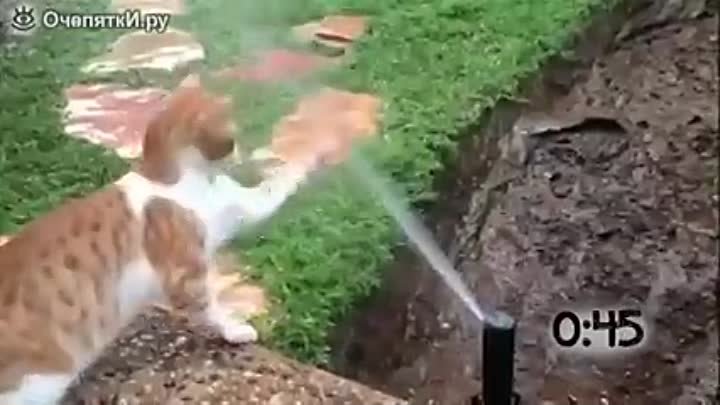 Животные играют со струёй воды