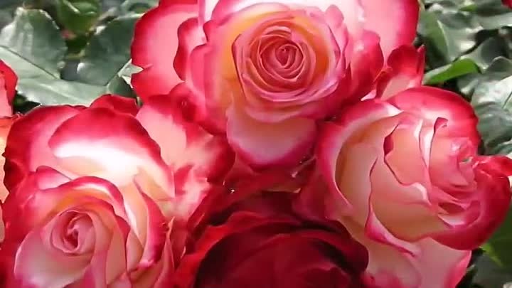 Эти розы для тебя..