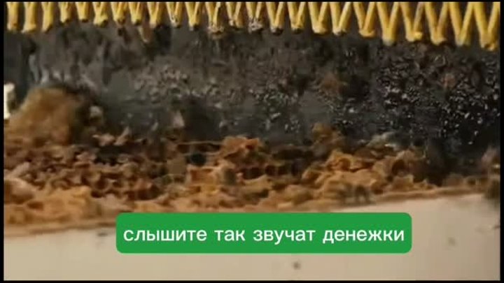 Трейлер фильма «Больше, чем мёд»