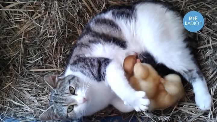 Кошка стала приемной мамой для утят