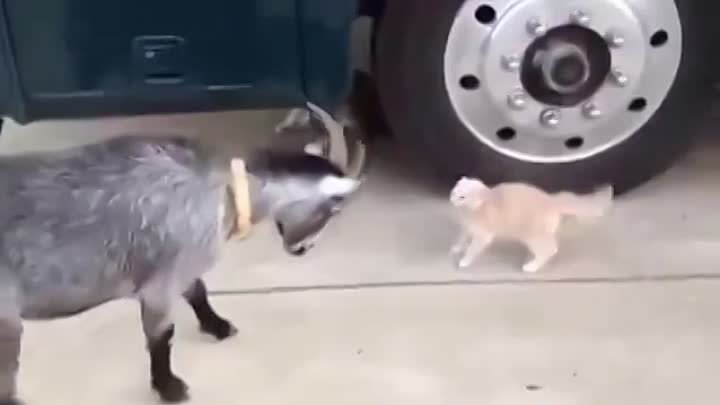 Котёнок сражается с козлом