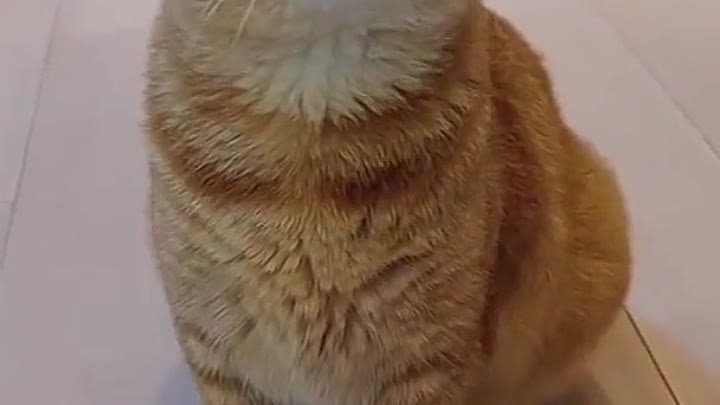 Кот с музыкальным слухом⁠⁠