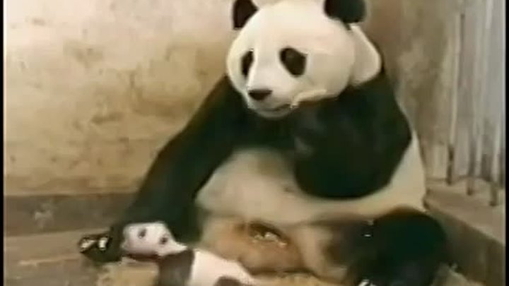 Малыш панда чихнул. :D
