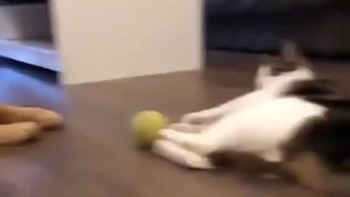 Отдай мой мячик!