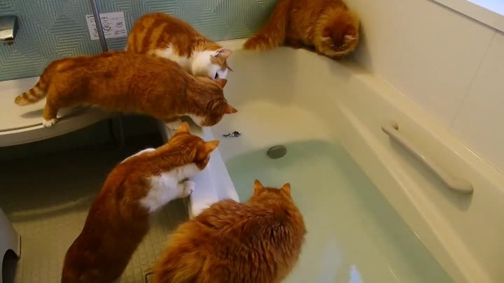 Банда рыжих в ванной