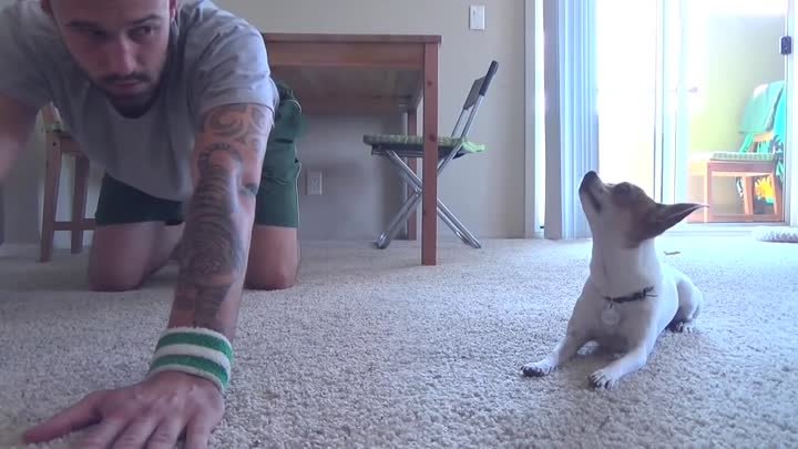 Yoga Time with a Cute Chihuahua