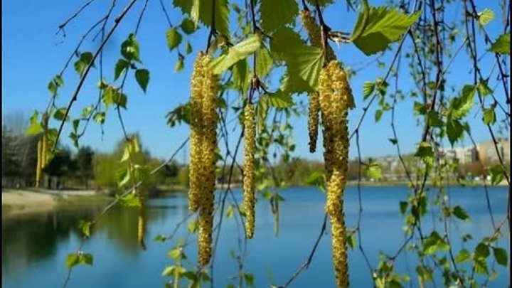 Мне берёзка дарила  серёжки  поёт Валентина Дробышева (Чуклина)