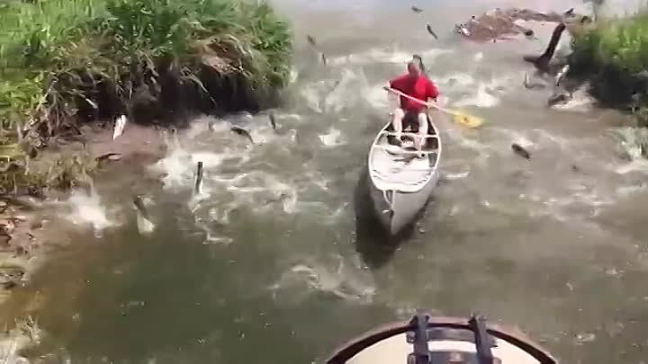 Рыба сама прыгает в лодку
