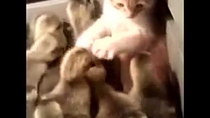 Что может быть милее котенка, который обнимает утят