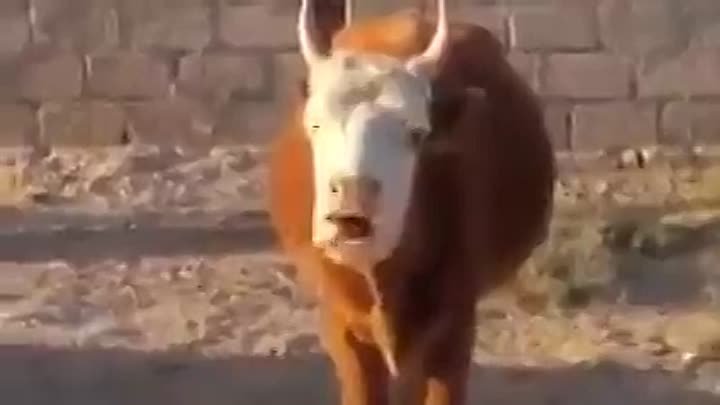 Корова песня поет