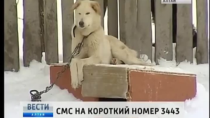 Приют Ласка на  TV