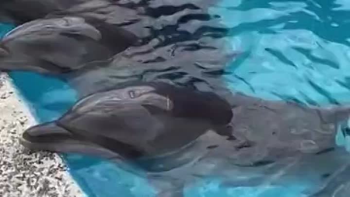 Дельфины...