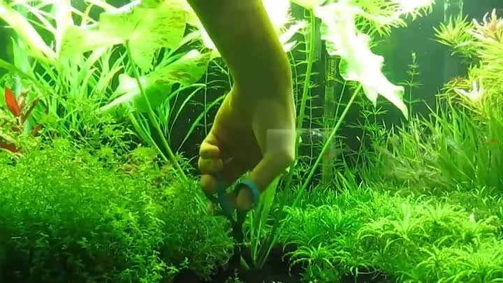 Стрижка аквариумных растений