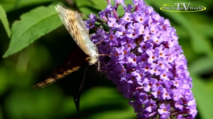 Бабочка Перламутровка адиппа ( Argynnis adippe ) -8