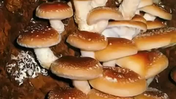 Почему полезно пить кофе с грибом рейши - почему грибы лечат