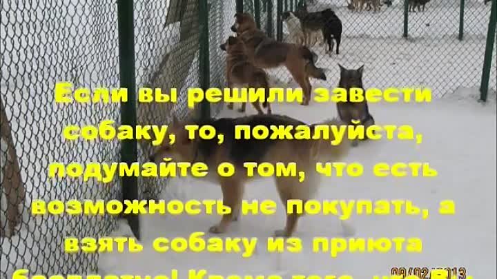 Муниципальный приют для собак в Солнцево (г.Москва)