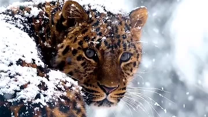 Кажется, мы стали забывать, как прекрасен и красив амурский леопард.