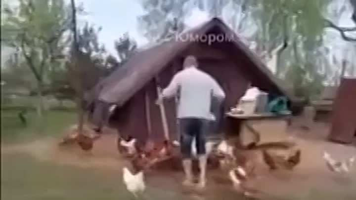 Дрессированные квочки🐔🐔🐔😂