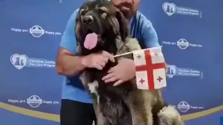 Грузинская овчарка впервые стала чемпионкой мира