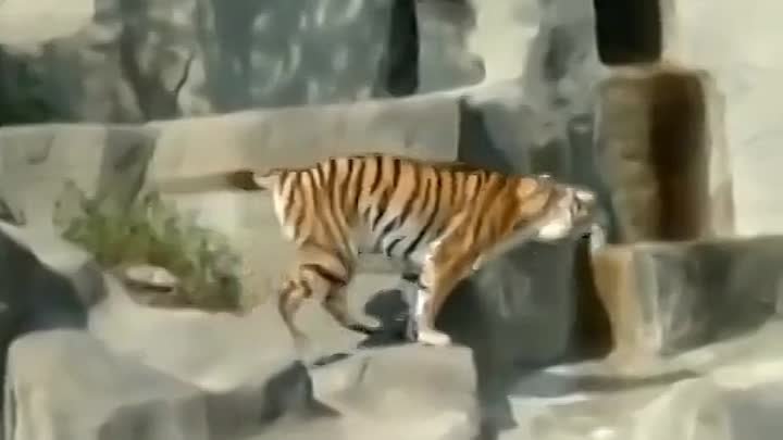 Тигры тоже пугаются