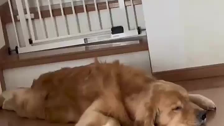 Собаке снится сон 😴