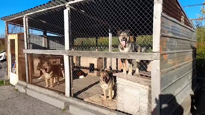 Три шикарные собаки ждут вас в нашем приюте
