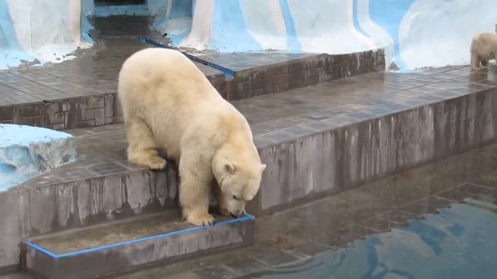 Новосибирский зоопарк, 1мая, видео снимала Анна Новикова.
