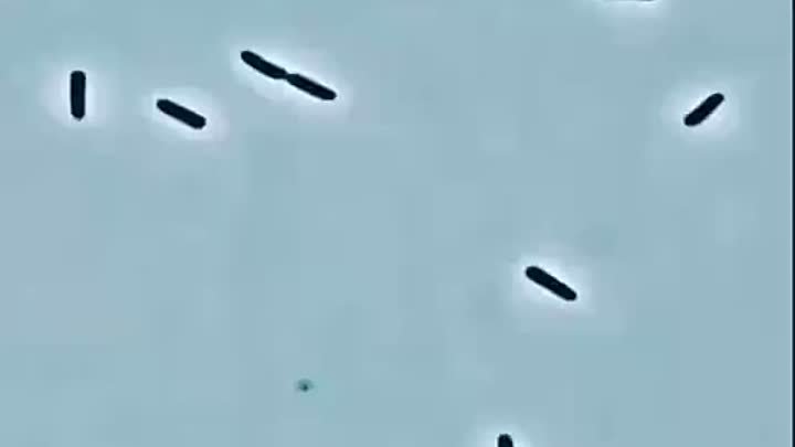 Бактерии под воздействием пенициллина