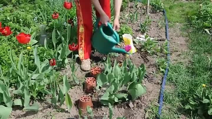 Уход за тюльпанами после цветения. Сайт sadovymir.ru