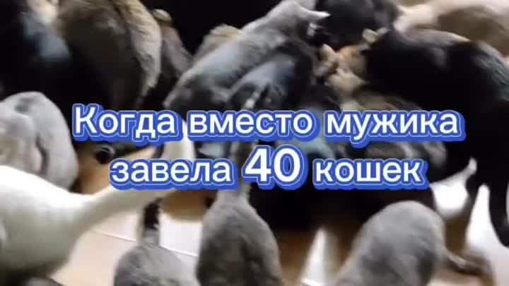 40 кошек вместо мужика 🙀😅