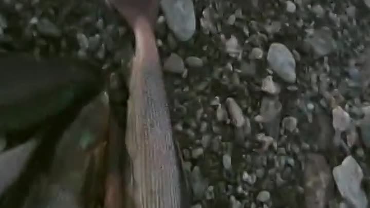 Про охоту и рыбалку... (любительское видео).