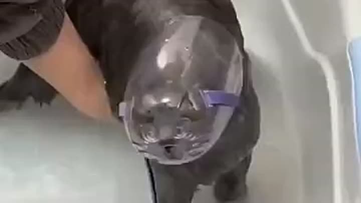 как помыть кота безопасно