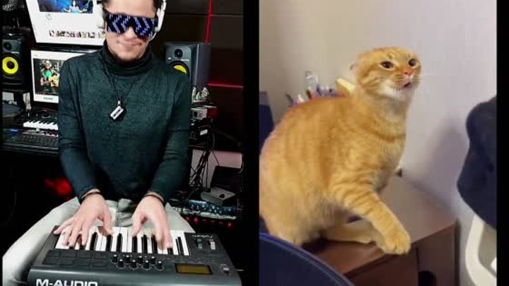 Музыкальный кот